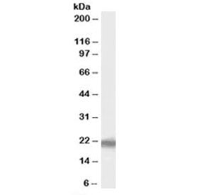 PERP Antibody