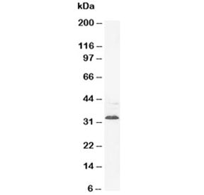 Synaptophysin Antibody