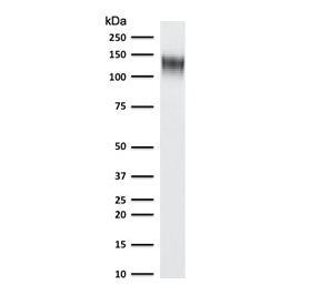 CD31 Antibody / PECAM-1