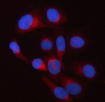 Immunofluorescent staining of FFPE human HeLa cells with TWF2 antibody (red) and DAPI nuclear stain