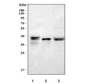 Alpha 1 microglobulin Antibody / AMBP / Bikunin