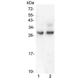 PDCD10 Antibody