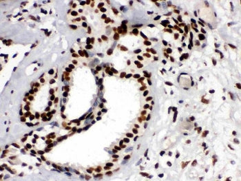 TRIM28 Antibody / KAP1