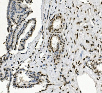 HP1 alpha Antibody / Heterochromatin protein-1 alpha