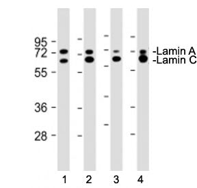Lamin A/C Antibody