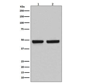 Western blot testing of 1) human Caco-2 and 2) mouse spleen lysate with HAPLN1 antibody. Expected mo
