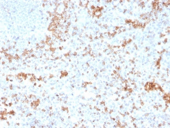 Granzyme B Antibody