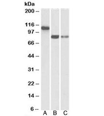 Western blot testing of human A) heart, B) amygdala, C) hippocampus lysate with T-Cadherin antibody
