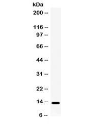 Lymphotactin Antibody / XCL1