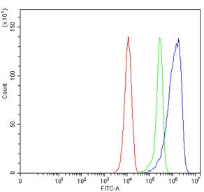 SEPT8 Antibody / Septin 8