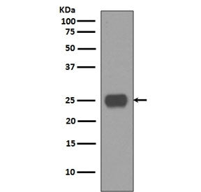CD90 Antibody / Thy1