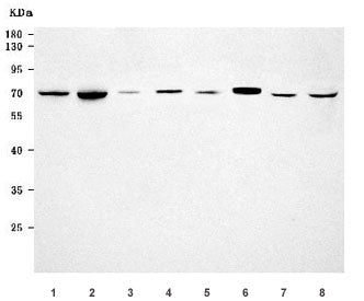 Western blot testing of 1) rat pancreas, 2) rat heart, 3) rat testis, 4) rat C6, 5) mouse pancreas,