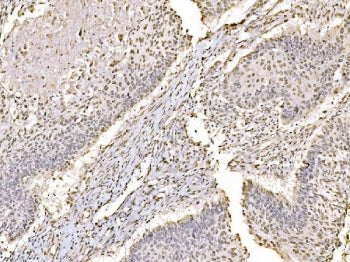 c-Jun Antibody / JUN