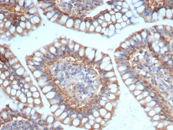 SIGLEC10 Antibody