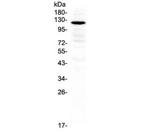 GRIN1 Antibody / NMDAR1