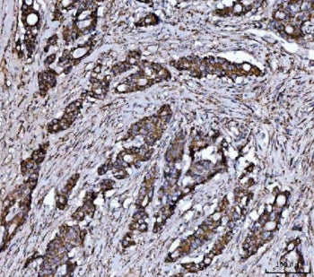 JAM-A Antibody / Junctional adhesion molecule 1