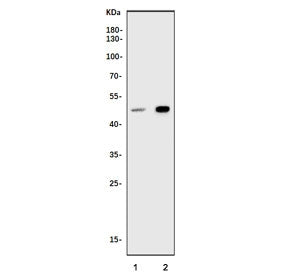 SMAD7 Antibody