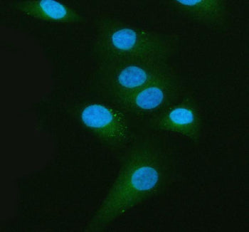 Immunofluorescent staining of Melanophilin/MLPH using anti-MLPH antibody (green). Melanophilin/MLPH