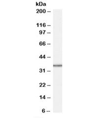 MRPL3 Antibody