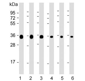 GAPDH Antibody