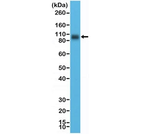 Recombinant CD276 Antibody / B7-H3 / Cytoplasmic domain