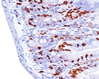 Bromodeoxyuridine / BrdU Antibody