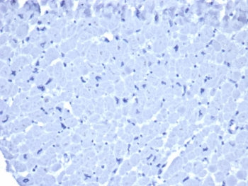 Mouse IgG1 Antibody / Isotype Control for Mouse
