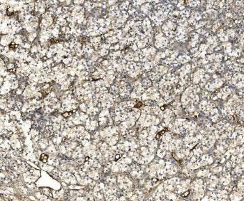 EIF3C Antibody / Eukaryotic translation initiation factor 3 subunit C