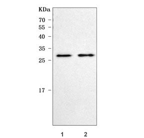 Prolactin Antibody / PRL