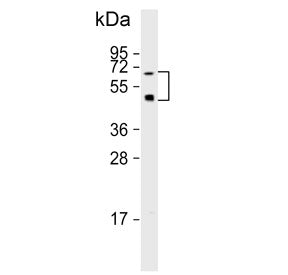 OASIS Antibody / CREB3L1