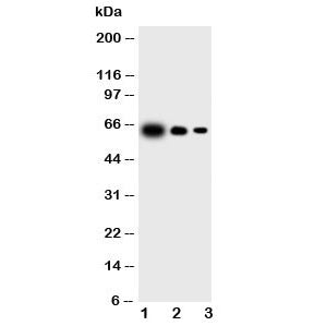 IL23 p19 Antibody