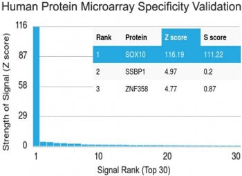 SOX10 Antibody