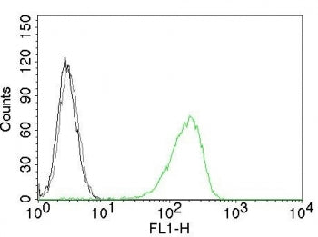 Transferrin Receptor Antibody / TFRC / CD71