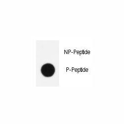 Phospho-KLF4 Antibody (pS245)