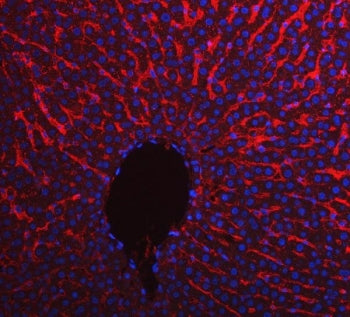 Immunofluorescent staining of FFPE rat liver tissue with Apolipoprotein E antibody (red) and DAPI nu