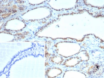 S100A13 Antibody