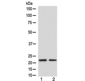 FGF21 Antibody