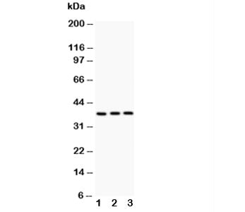 IL3 Antibody