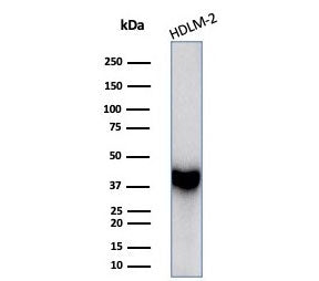 STING1 Antibody / TMEM173 / ERIS / MITA