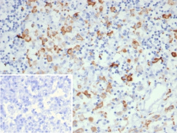 CD163L1 Antibody