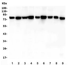 Moesin Antibody / MSN