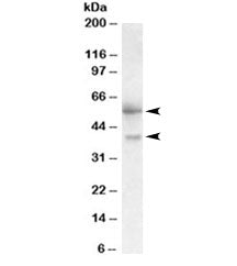 Western blot testing of human placenta lysate with FSTL1 antibody at 0.3ug/ml. Predicted molecular w