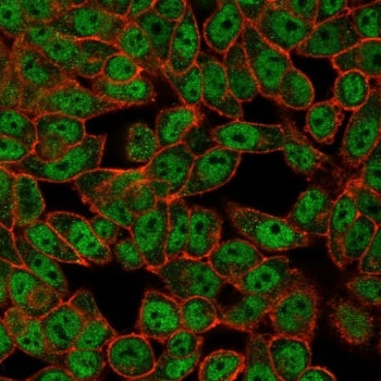 Immunofluorescent staining of PFA-fixed human HeLa cells with DRAP1 antibody (clone PCRP-DRAP1-1A8)