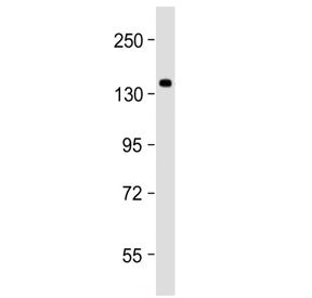 SEC24B Antibody (C-Terminal Region)