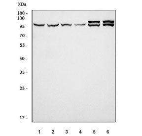 GRAF Antibody / ARHGAP26