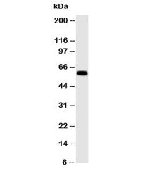 Western blot testing of Monoamine Oxidase A antibody and human placenta lysate. Predicted molecular
