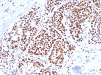 Brachyury Antibody / Protein T / TBXT