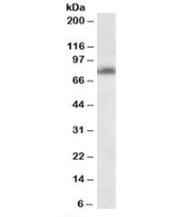 TSPYL2 Antibody