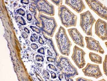 IHC testing of FFPE mouse intestine tissue with DR5 antibody at 1ug/ml. Required HIER: steam section