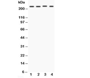 Notch1 Antibody
